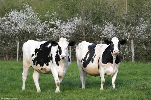 Exemple de paysage normand Exemple de paysage normand