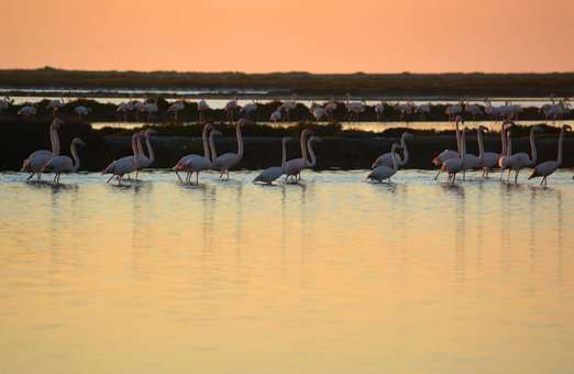 Flamingo in the region of Gruissan, in Occitanie ©OT Gruissan Flamingo in the region of Gruissan, in Occitanie ©OT Gruissan