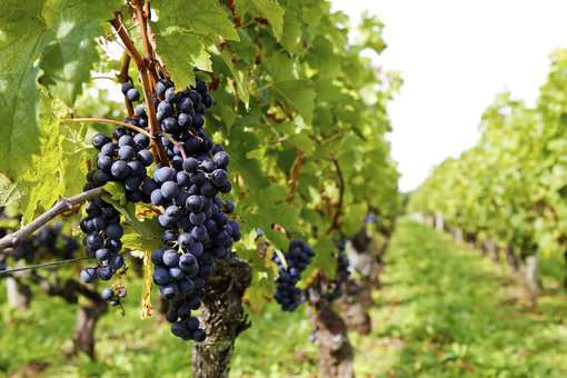 Vines at Soulac sur Mer © OT Soulac Vines at Soulac sur Mer © OT Soulac