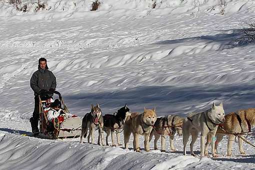 Chiens de traineau dans la station des Orres dans les Alpes du Sud  Chiens de traineau dans la station des Orres dans les Alpes du Sud
