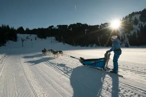 Activity possible on Châtel resort: Dog sledding