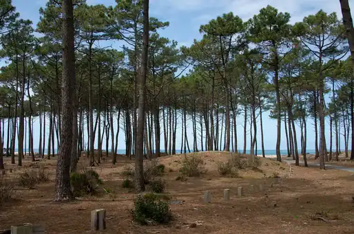 Example of a pine forest landscape near Moliets