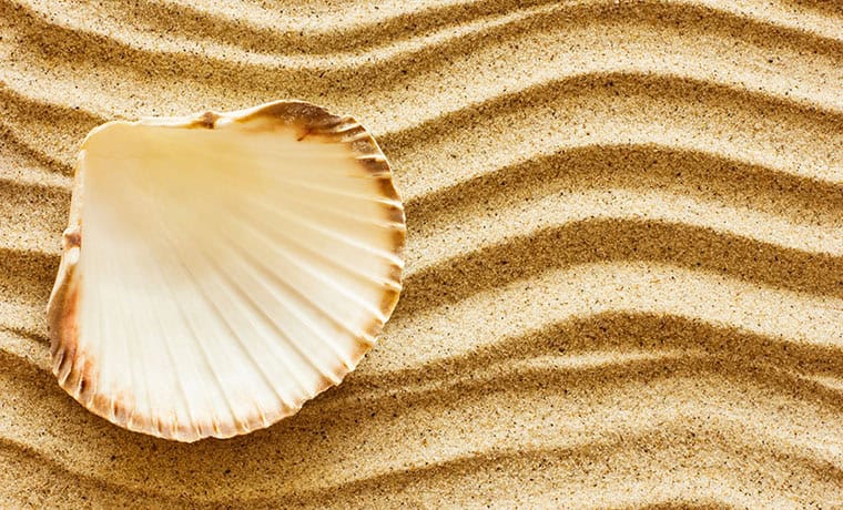 coquille_st_jacques25