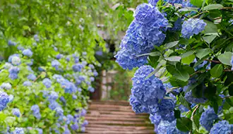 Hydrangea City Festival