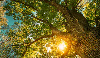 Fête des grands chênes
