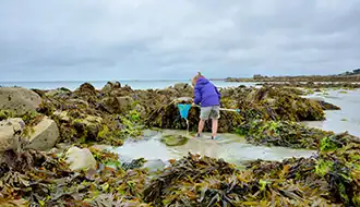 initiation à la pêche à pied 