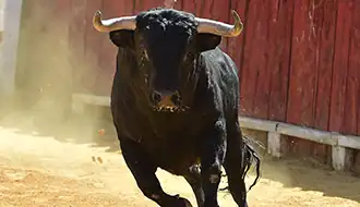 TOROOS
