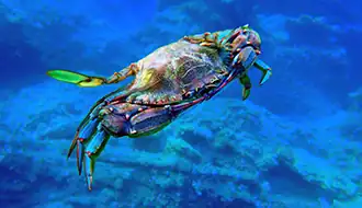 crab