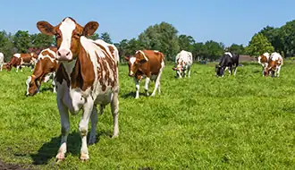 L'Aubrac en Transhumance