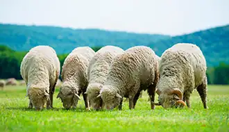 Sheep Festival