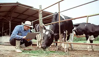 Livestock Fair