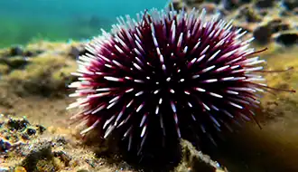 urchin