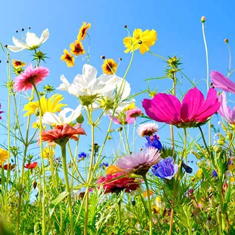 vacanes_nature